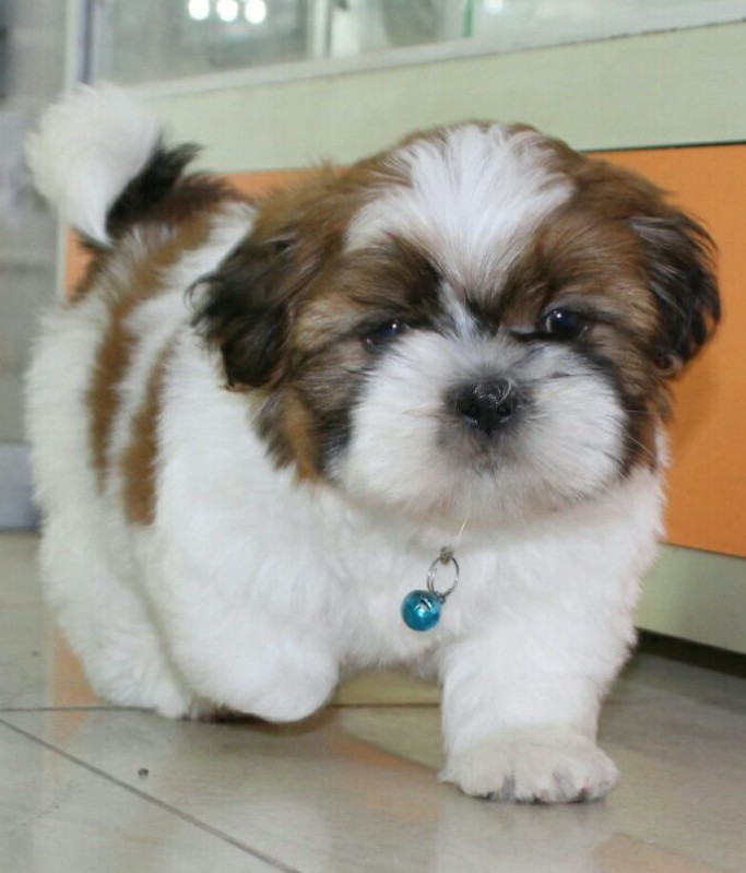 Shih Tzu Puppies for Sale in San Diego, CA