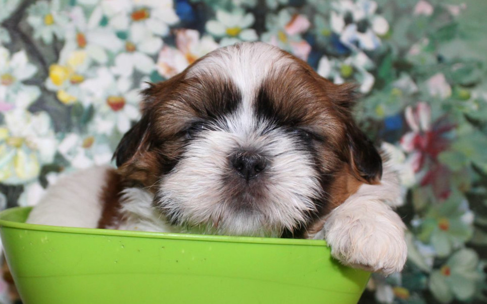 Shih Tzu Puppies for Sale in San Diego, CA