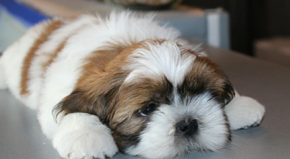 Shih Tzu Puppies for Sale in San Diego, CA
