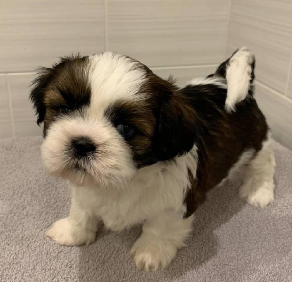 Shih Tzu Girls for Sale, 2 Months Old