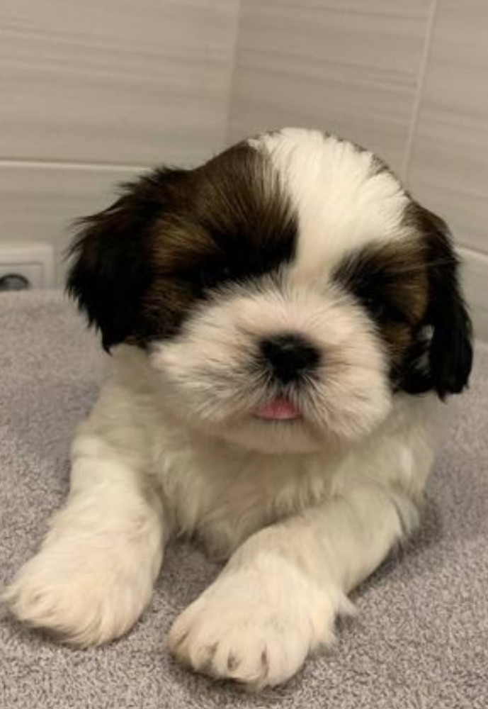 Shih Tzu Girls for Sale, 2 Months Old