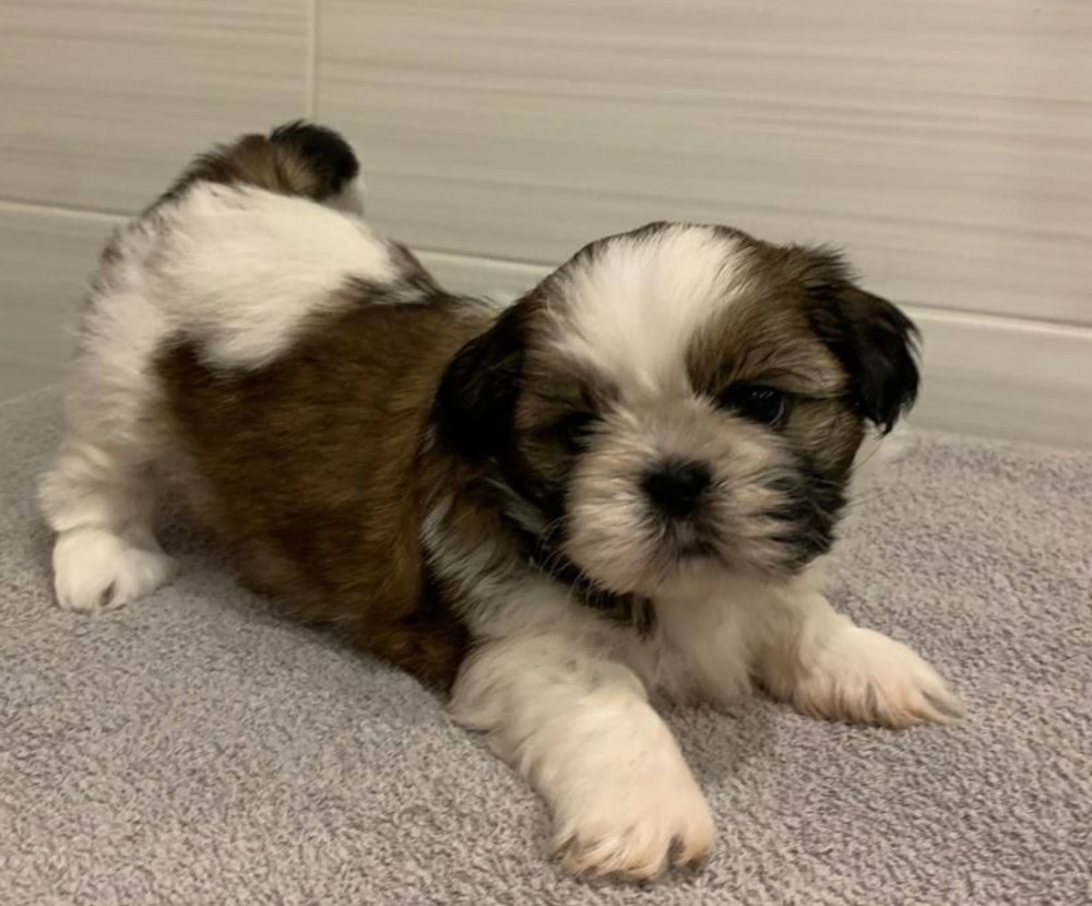 Shih Tzu Girls for Sale, 2 Months Old