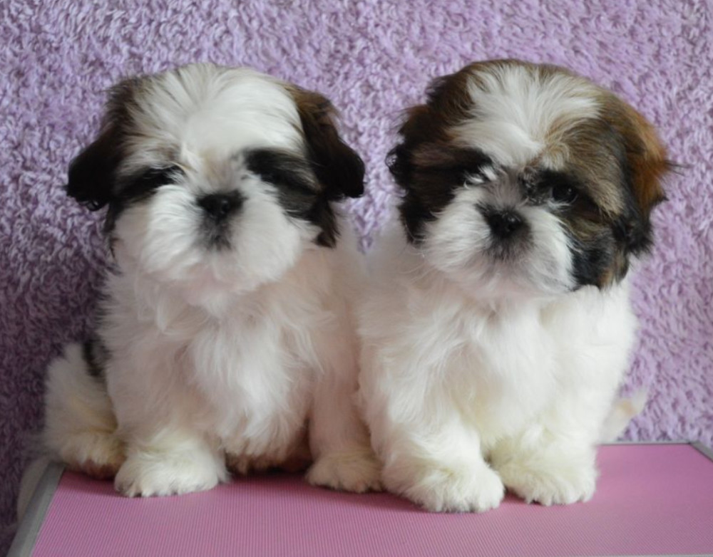 Shih Tzu Boy and Girl for Sale in Chicago, IL