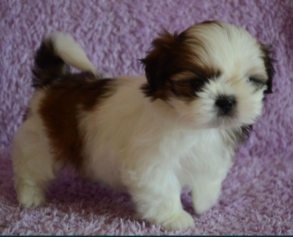 Shih Tzu Boy and Girl for Sale in Chicago, IL
