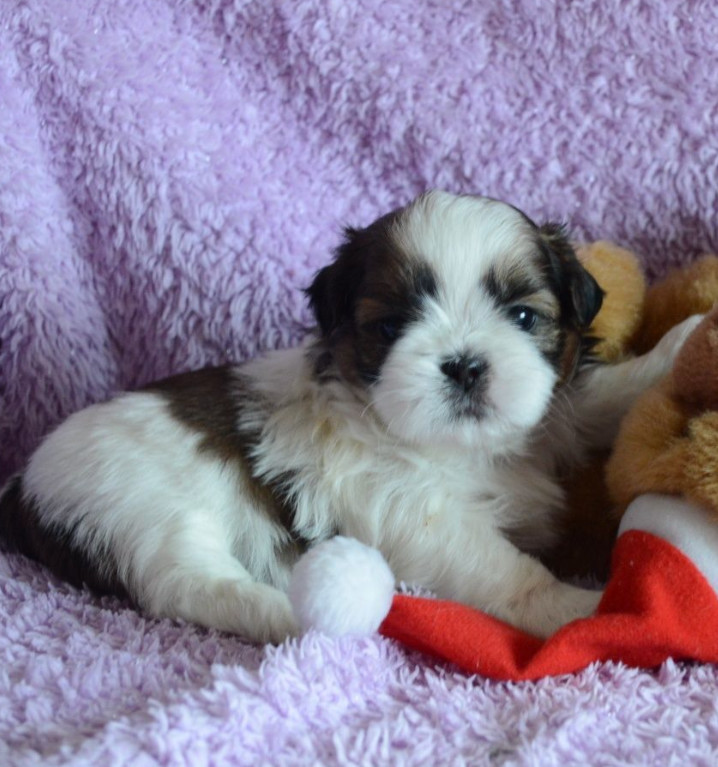 Shih Tzu Boy and Girl for Sale in Chicago, IL