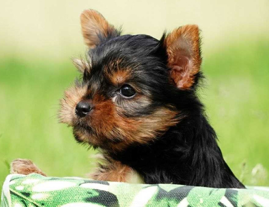 Yorkshire Terrier Puppies for Sale in New York