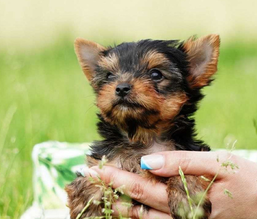 Yorkshire Terrier Puppies for Sale in New York