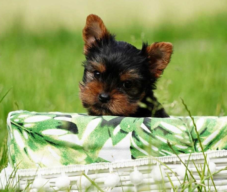 Yorkshire Terrier Puppies for Sale in New York