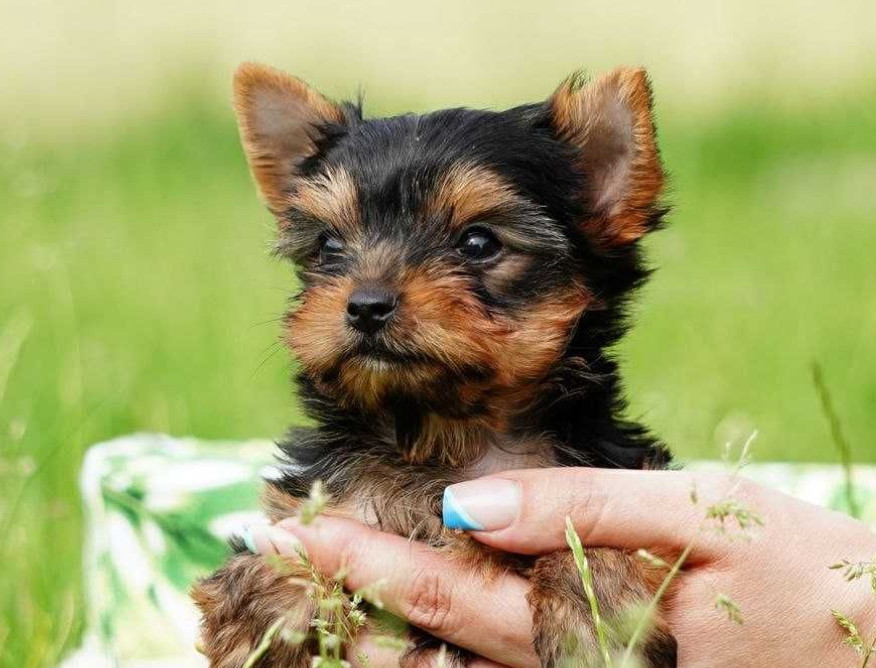 Yorkshire Terrier Puppies for Sale in New York