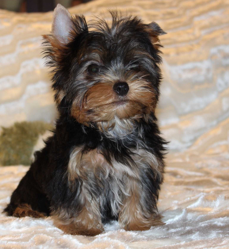 Sweet Yorkshire Terrier Looking for a Family in Chicago (IL)