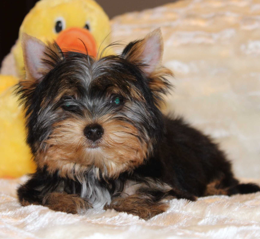 Sweet Yorkshire Terrier Looking for a Family in Chicago (IL)