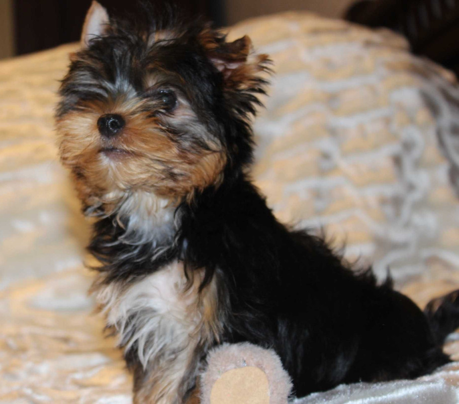 Sweet Yorkshire Terrier Looking for a Family in Chicago (IL)