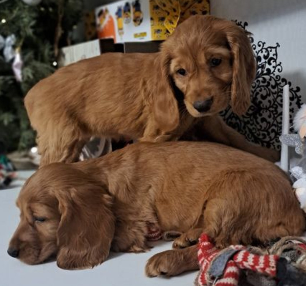 Buy American Cocker Spaniel Puppies in Phoenix, AZ