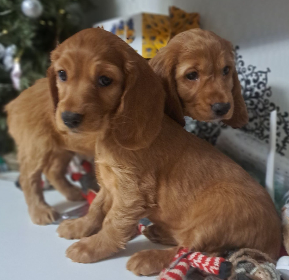 Buy American Cocker Spaniel Puppies in Phoenix, AZ