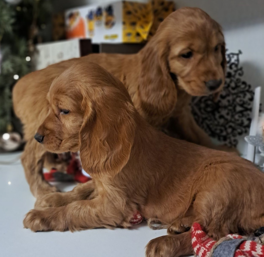 Buy American Cocker Spaniel Puppies in Phoenix, AZ