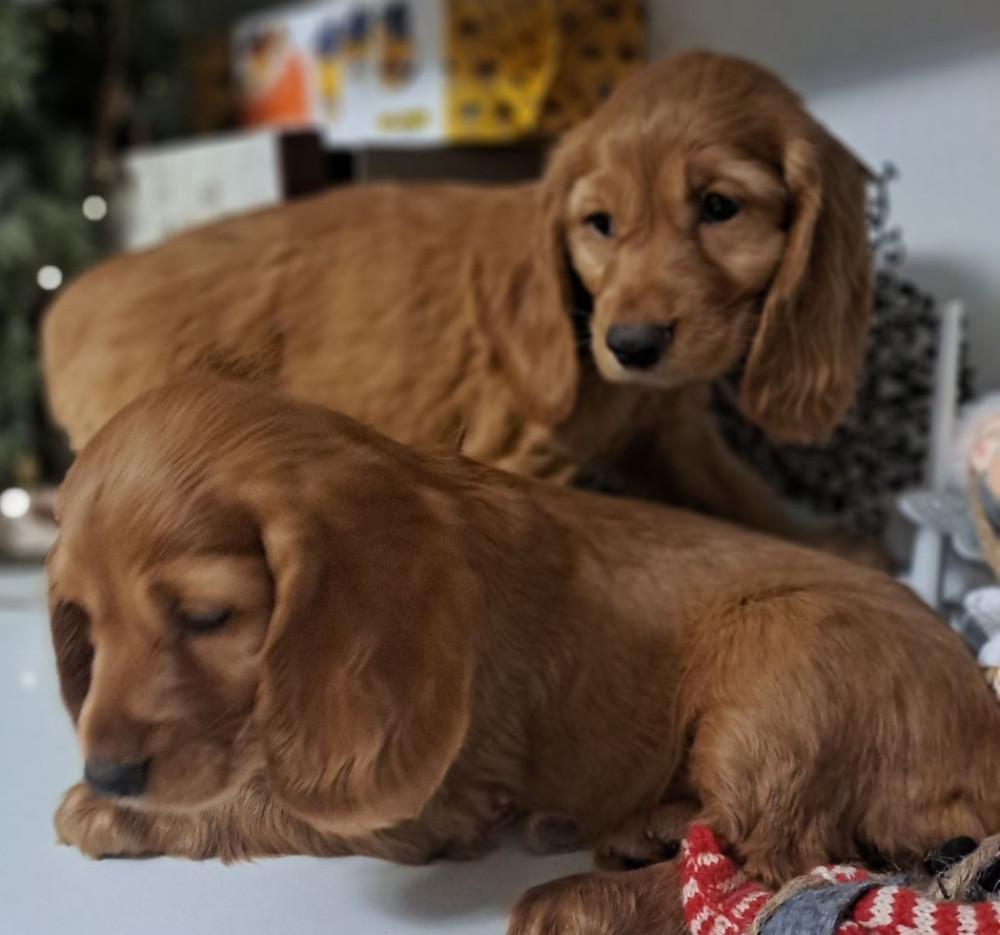 Buy American Cocker Spaniel Puppies in Phoenix, AZ