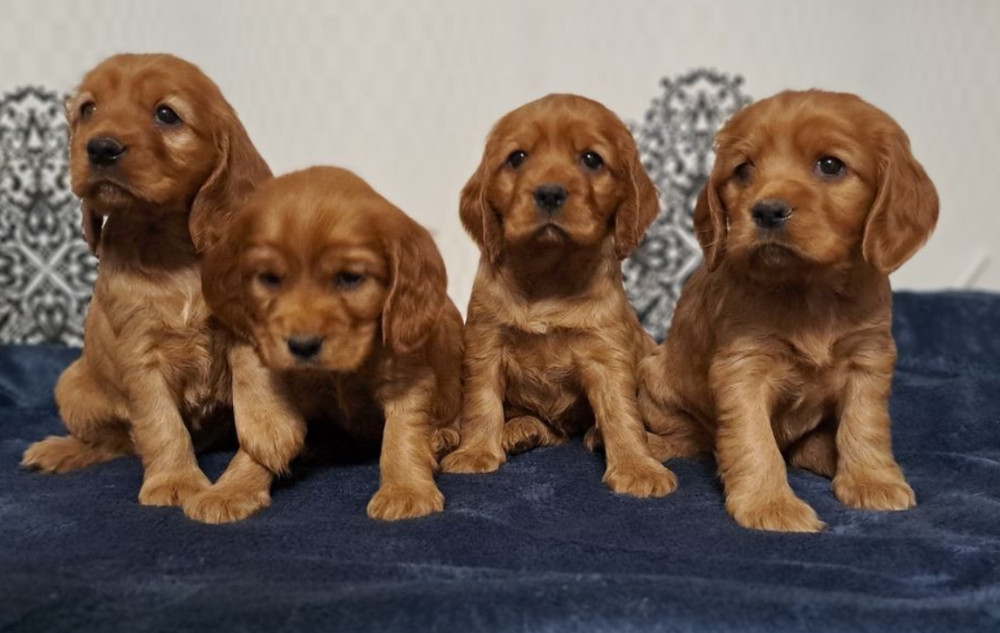 American Cocker Spaniel Puppies Available for Reservation in San Jose, CA