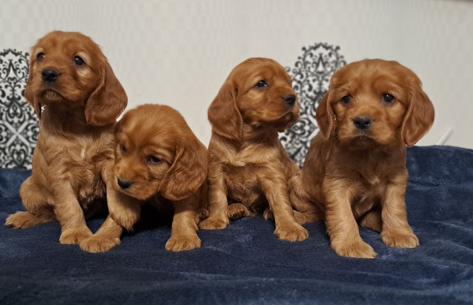 American Cocker Spaniel Puppies Available for Reservation in San Jose, CA