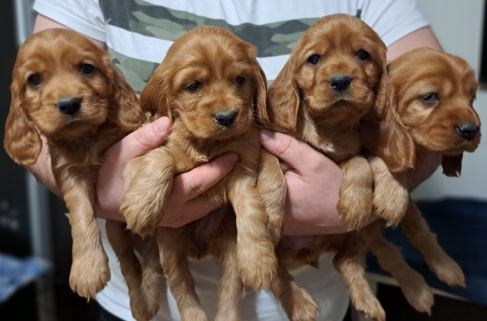 American Cocker Spaniel Puppies Available for Reservation in San Jose, CA