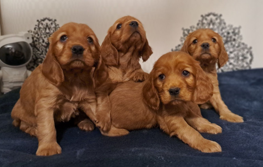 American Cocker Spaniel Puppies Available for Reservation in San Jose, CA