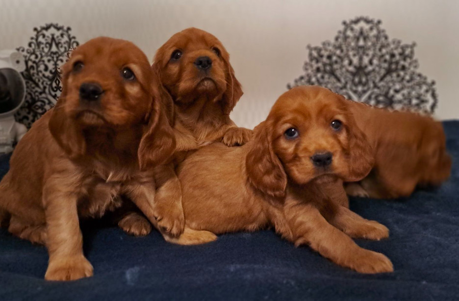 American Cocker Spaniel Puppies Available for Reservation in San Jose, CA