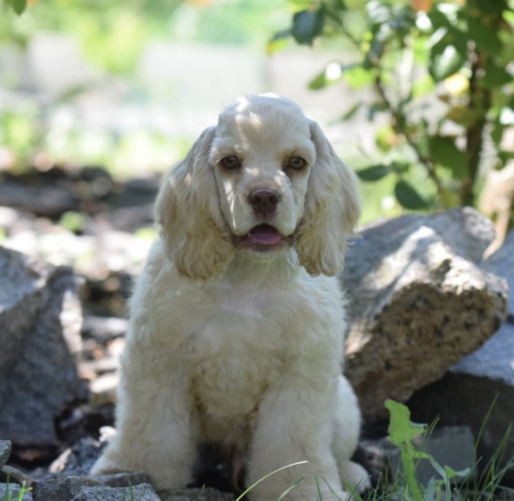 Male American Cocker Spaniel Looking for a Home in Manhattan, NY