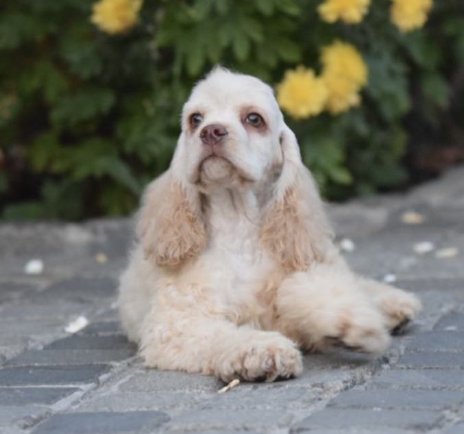 Male American Cocker Spaniel Looking for a Home in Manhattan, NY