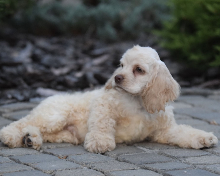 Male American Cocker Spaniel Looking for a Home in Manhattan, NY