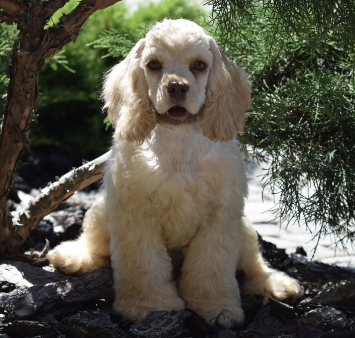 Male American Cocker Spaniel Looking for a Home in Manhattan, NY