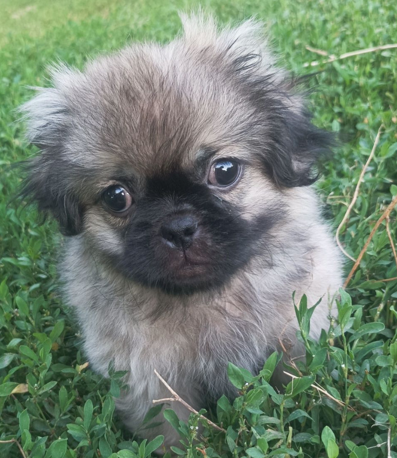 Male Pekingese for Sale in Jackson, NJ