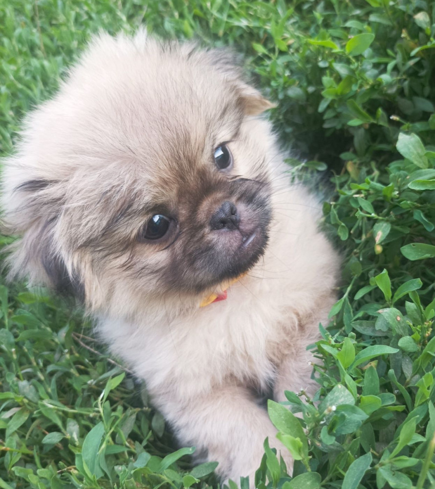 Male Pekingese for Sale in Jackson, NJ