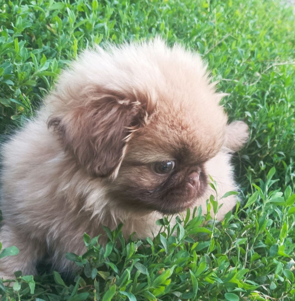 Male Pekingese for Sale in Jackson, NJ