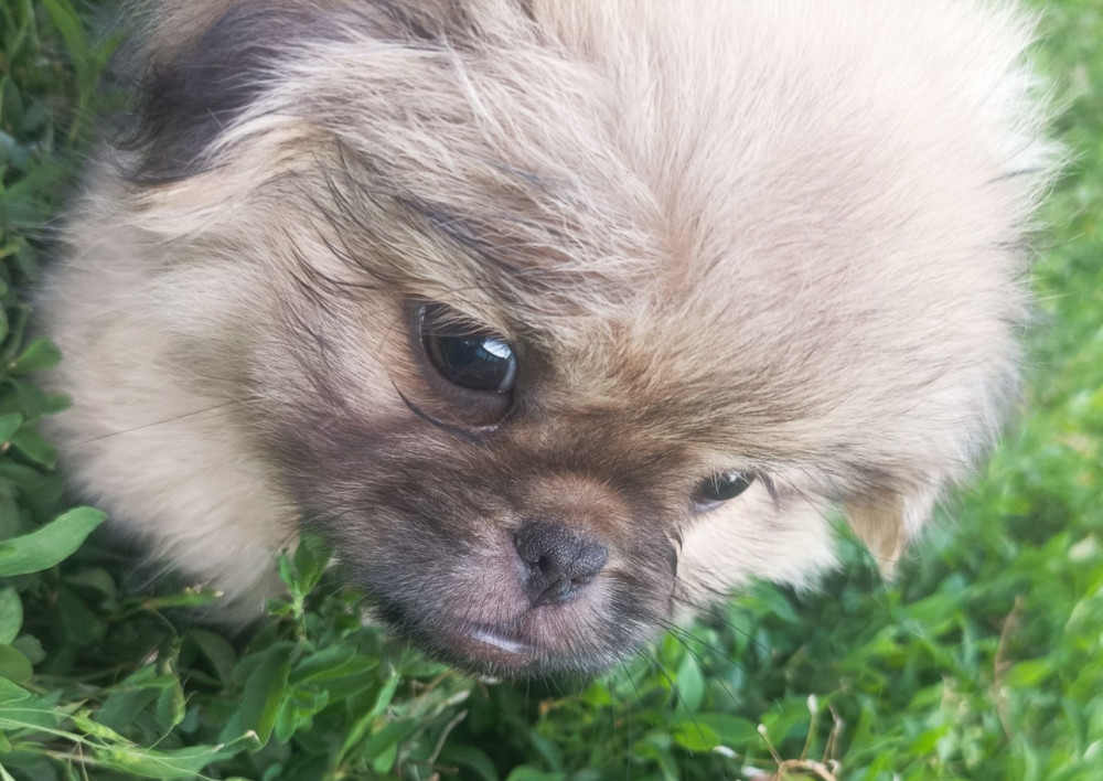 Male Pekingese for Sale in Jackson, NJ