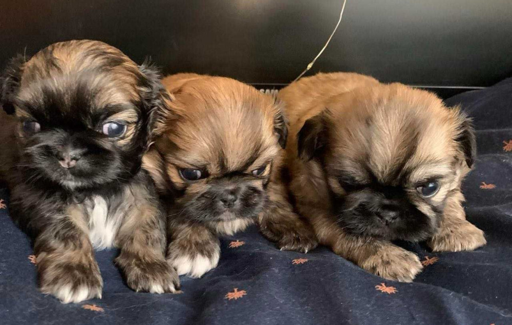 Pekingese Puppies for Sale in San Diego, CA