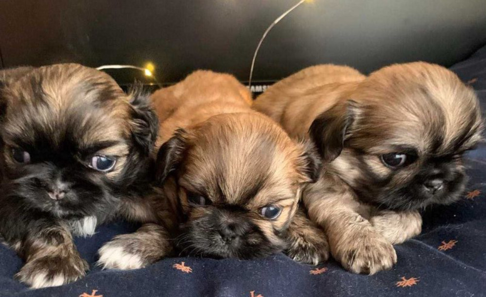 Pekingese Puppies for Sale in San Diego, CA