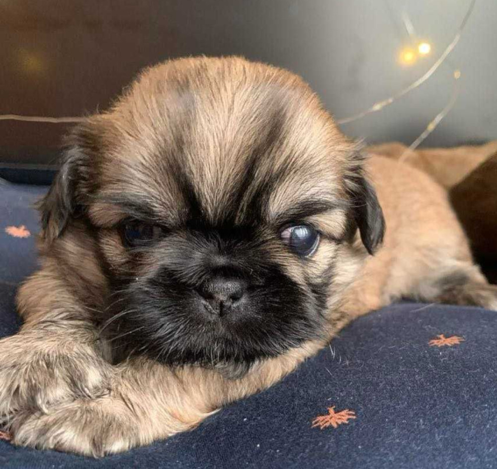 Pekingese Puppies for Sale in San Diego, CA