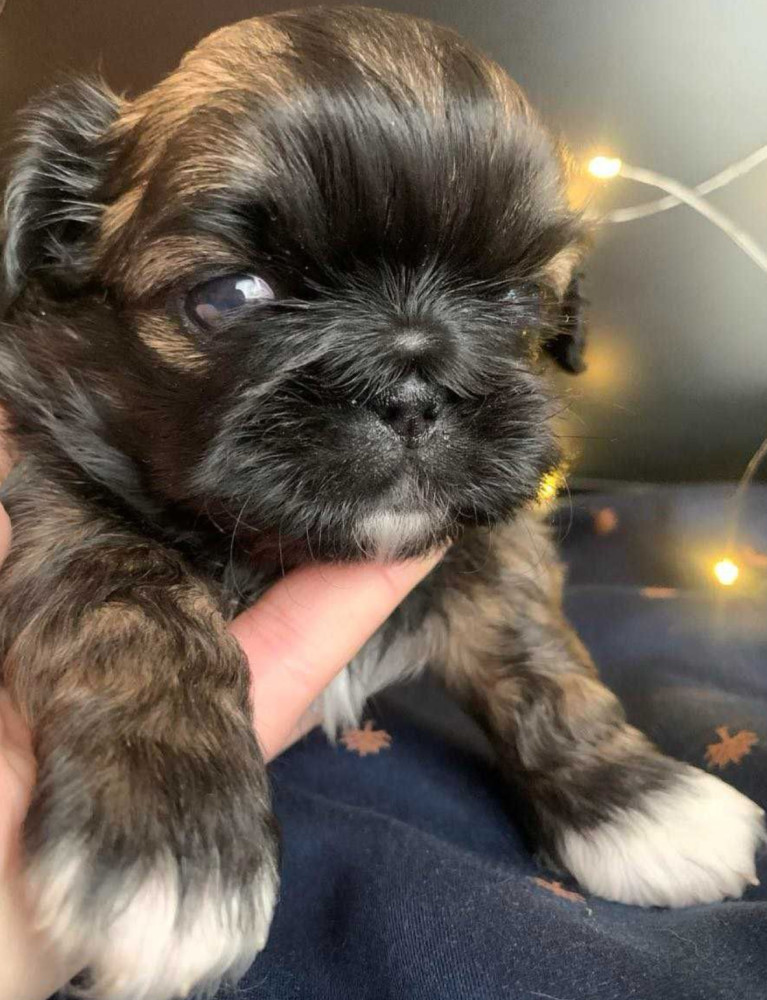 Pekingese Puppies for Sale in San Diego, CA