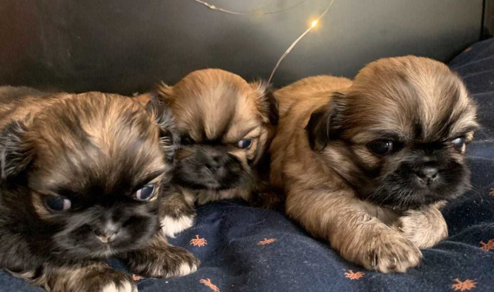 Pekingese Puppies for Sale in San Diego, CA