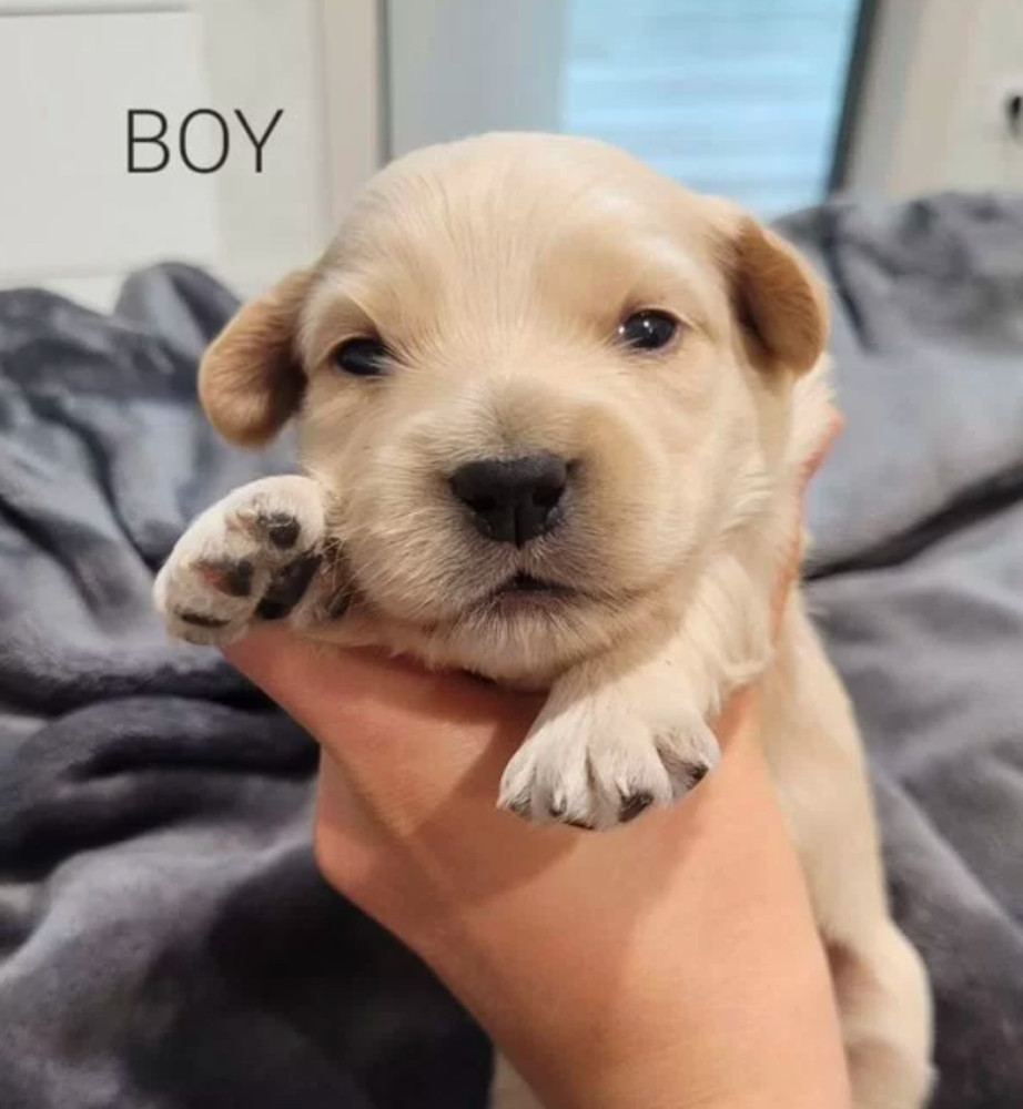 Bring Home Happiness Cocker Spaniel Puppies in Brooklyn, NY