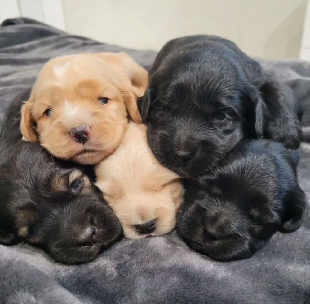 Bring Home Happiness Cocker Spaniel Puppies in Brooklyn, NY
