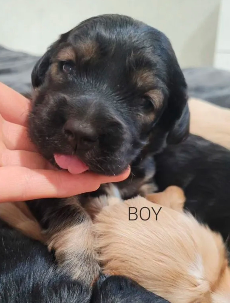 Bring Home Happiness Cocker Spaniel Puppies in Brooklyn, NY