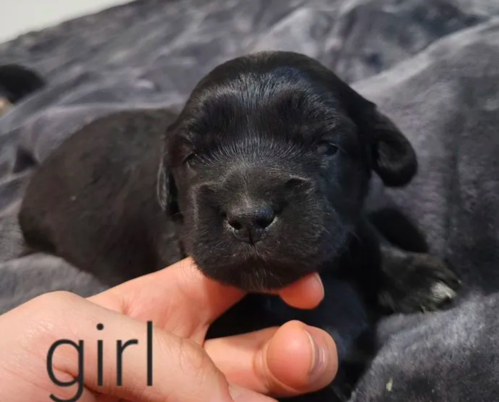 Bring Home Happiness Cocker Spaniel Puppies in Brooklyn, NY