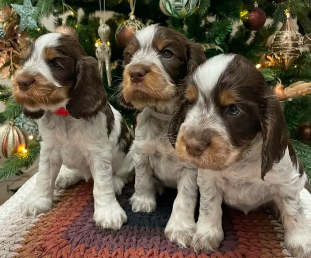 Beautiful Cocker Spaniel Puppies Ready for Reservation in San Diego, CA