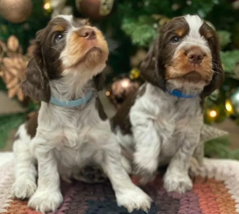 Beautiful Cocker Spaniel Puppies Ready for Reservation in San Diego, CA