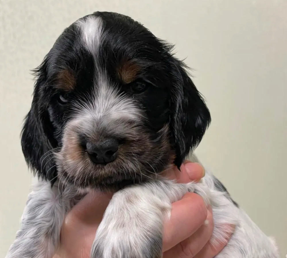 Beautiful Cocker Spaniel Puppies Ready for Reservation in San Diego, CA