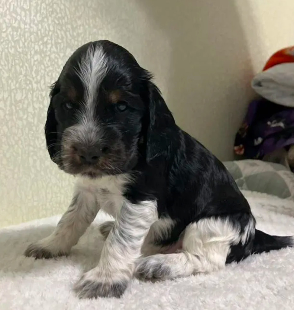 Beautiful Cocker Spaniel Puppies Ready for Reservation in San Diego, CA