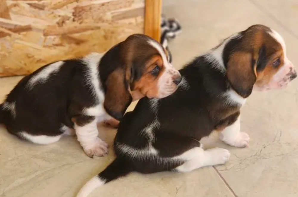 Basset Hound Puppies for Sale in Detroit, MI