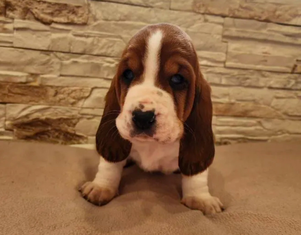 Basset Hound Puppies for Sale in Detroit, MI