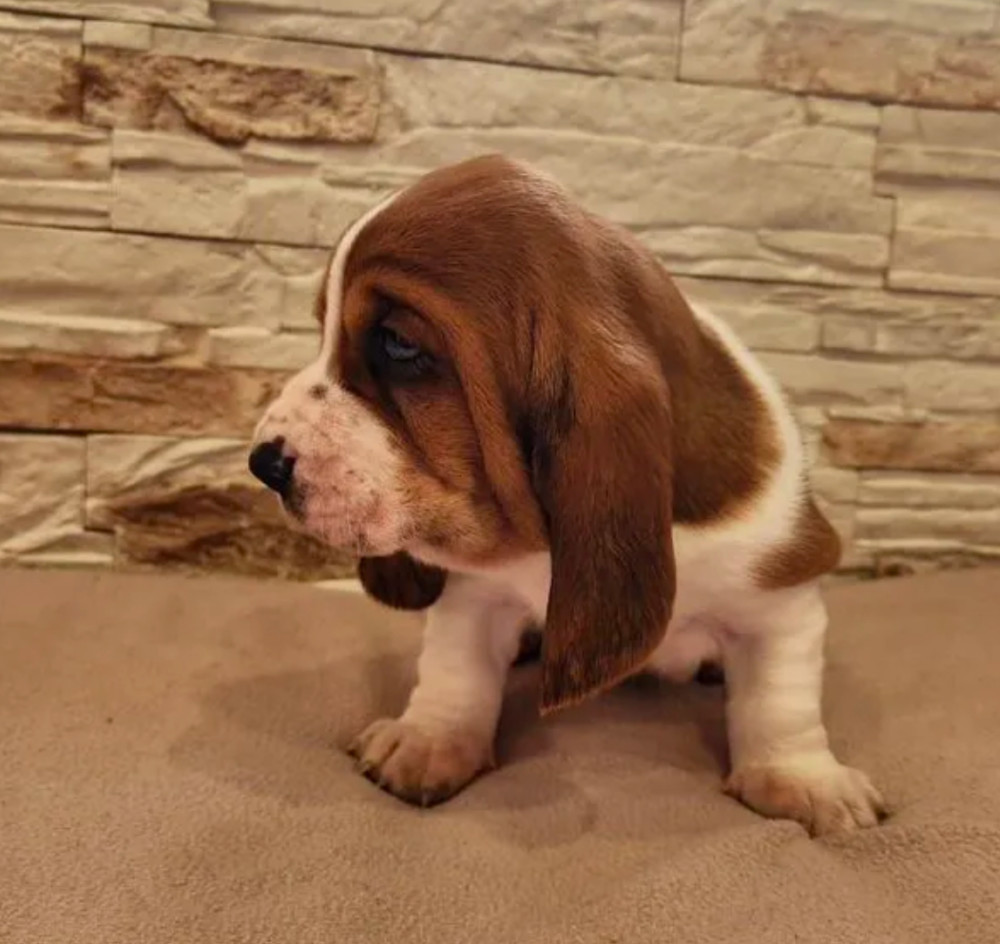 Basset Hound Puppies for Sale in Detroit, MI