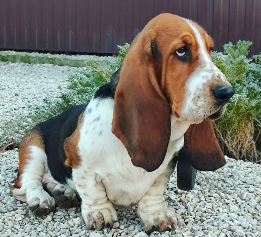 Basset Hound Girl for Sale in Brooklyn, NY